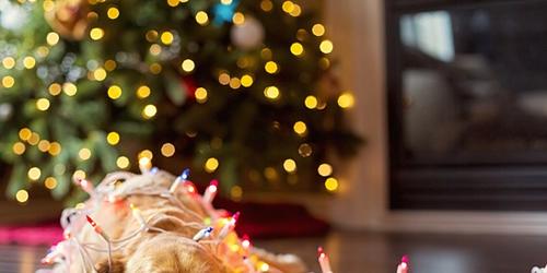 Dog with Christmas lights